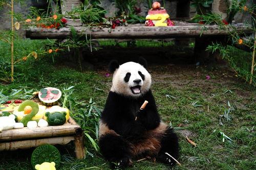 上海熊猫爆料事件最新,真相与争议交织的动物保护风波  第2张
