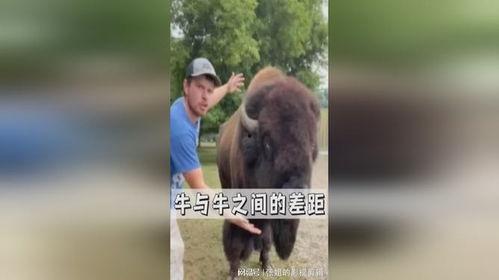 牛牛在线播放观看,畅享云端观影新体验  第3张