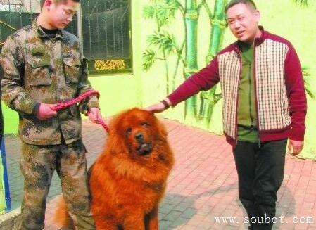 藏獒先生爆料了吗视频大全,揭秘幕后真相