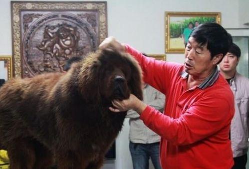 藏獒先生爆料了吗视频大全,揭秘幕后真相  第2张