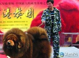藏獒先生爆料了吗视频大全,揭秘幕后真相  第3张