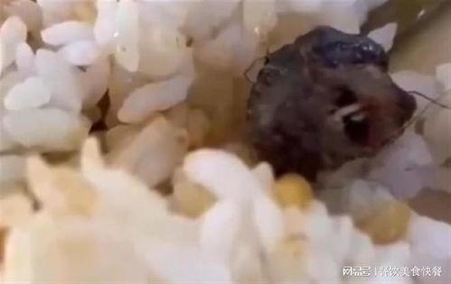 鼠头鸭脖爆料视频大全,真相大白背后的食品安全警示  第3张