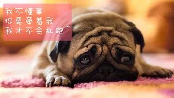 巴哥在哪发的爆料视频啊,揭秘视频背后的故事  第3张