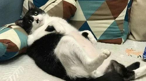 猫哥最新预测爆料,揭秘未来趋势，揭秘行业动向！  第2张