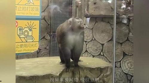 网红爆料动物园视频在线观看,动物园真实画面，网友热议动物福利问题  第3张