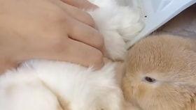 娱乐吃瓜小兔子,娱乐圈吃瓜小兔子的幕后故事  第2张