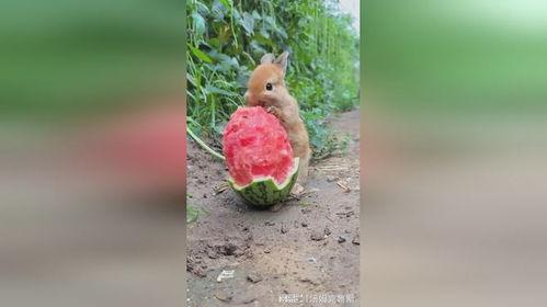 娱乐吃瓜小兔子,娱乐圈吃瓜小兔子的幕后故事  第3张