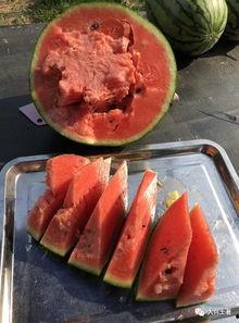 在南京吃瓜的网红是谁,南京网红“吃瓜达人”带你领略美食江湖