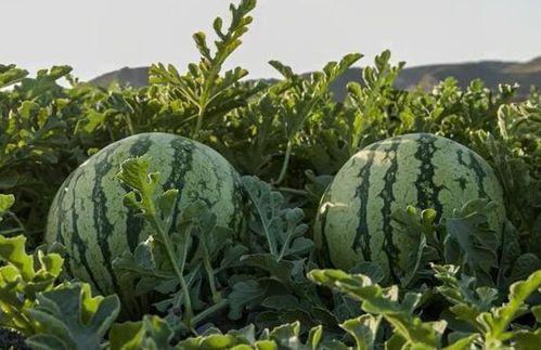 在南京吃瓜的网红是谁,南京网红“吃瓜达人”带你领略美食江湖  第3张