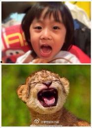 小白胖爸爸爆料视频全集,揭秘家庭生活点滴  第2张